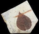 Detailed, Paleocene Fossil Leaf (Davidia) - Montana #71519-1